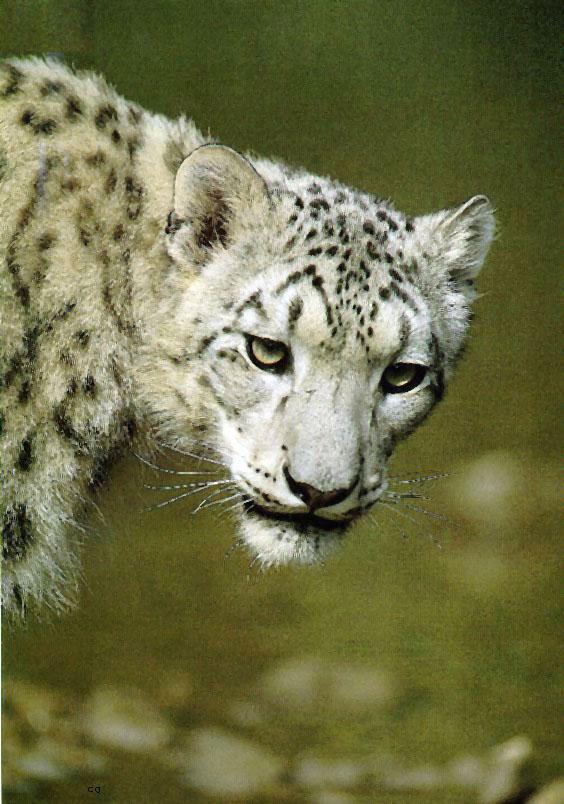 Snow Leopard 1-Head-Closeup.jpg