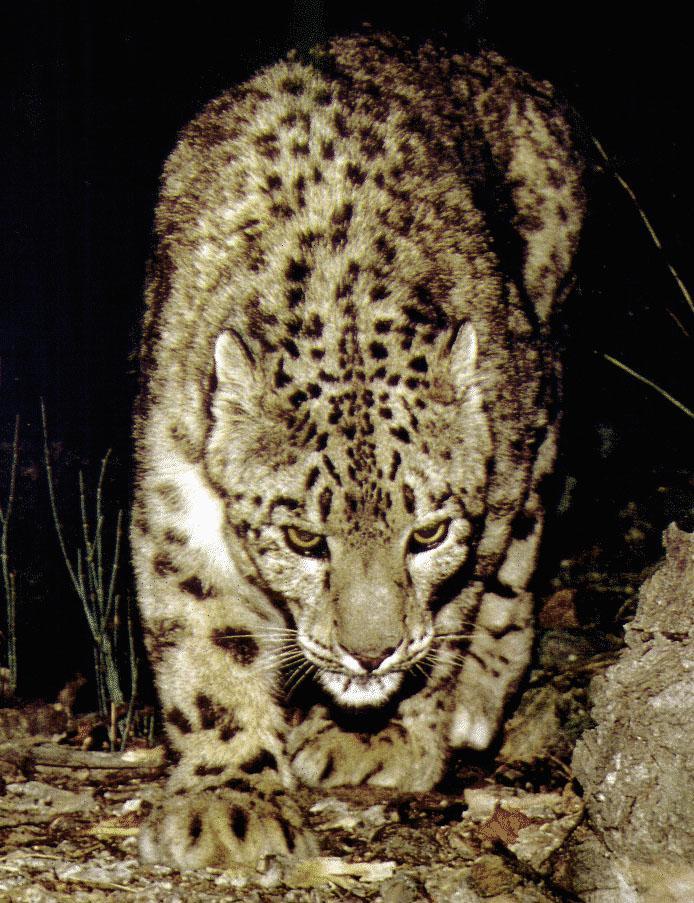 Snow Leopard 1-In Dark.jpg