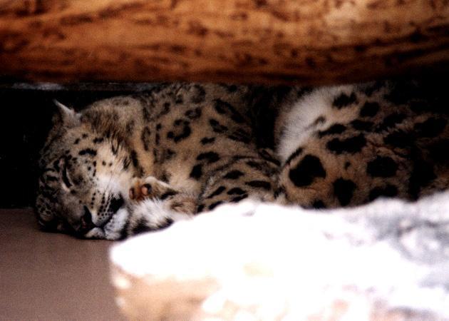 Snow Leopard-3.jpg