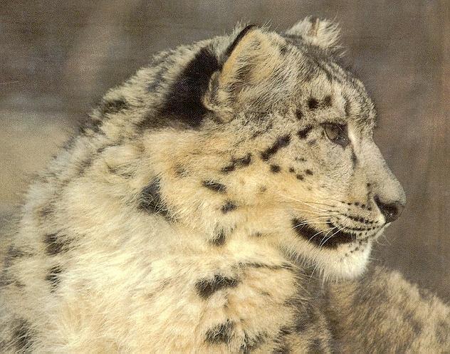Snow Leopard-Face Closeup.jpg