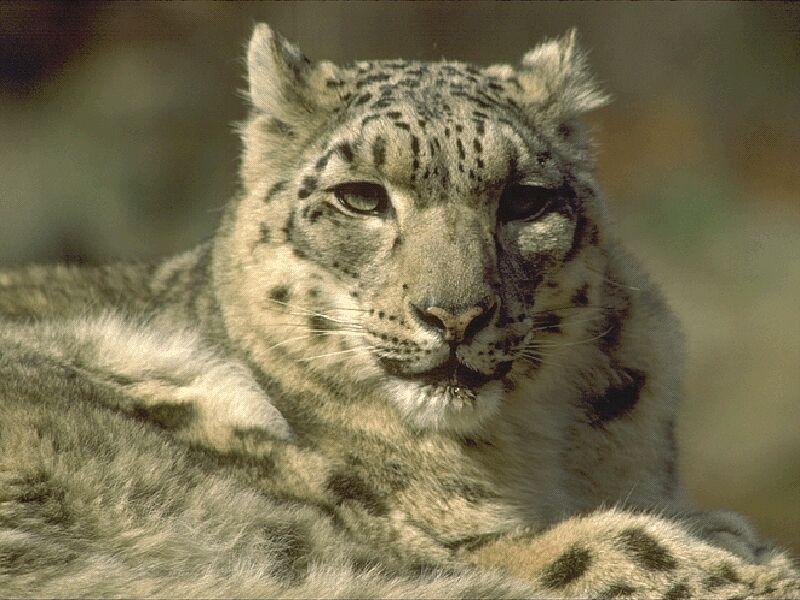 Snow Leopard-Sitting-Face Closeup.jpg