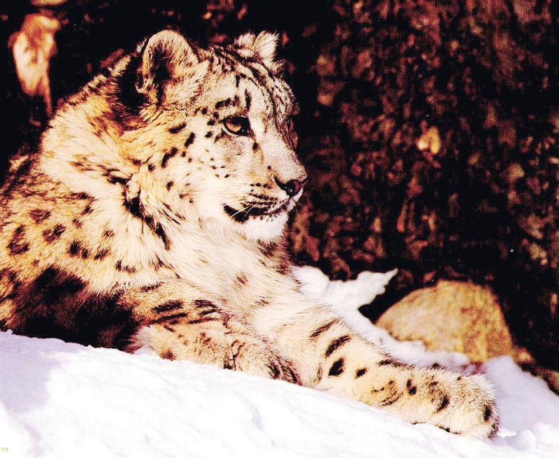 Snow Leopard-Sitting-On Snow.jpg