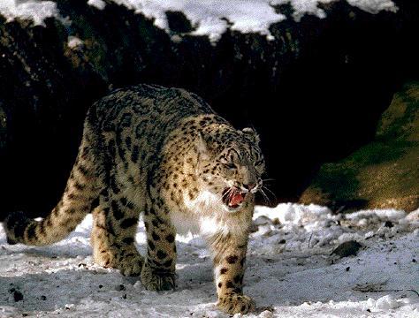 Snow Leopard 001.jpg