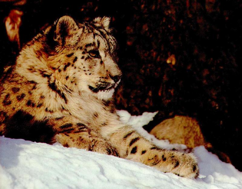 WC-03.Snow Leopard.jpg