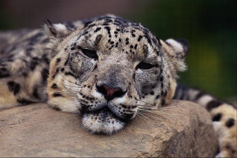 wildcat04-Snow Leopard-Relaxing on rock-Face Closeup.jpg