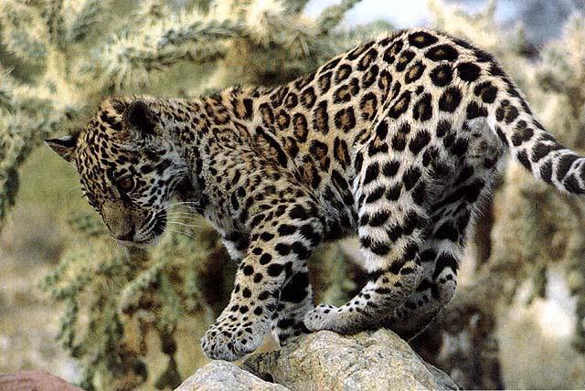 wildcat23-jaguar cub.jpg