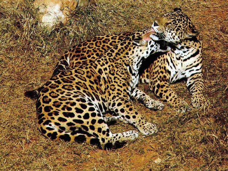 2 Jaguars-Lovely Couple-Relaxing.jpg