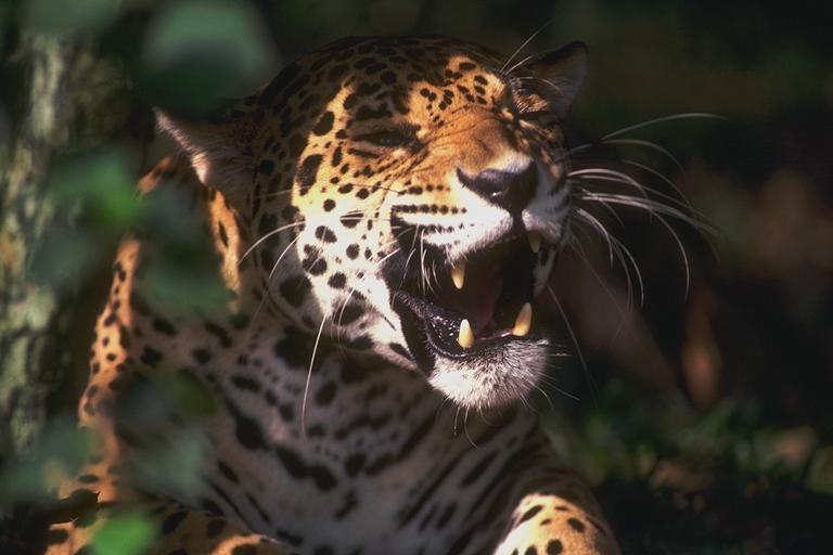 400004-Jaguar-snarling face closeup.jpg