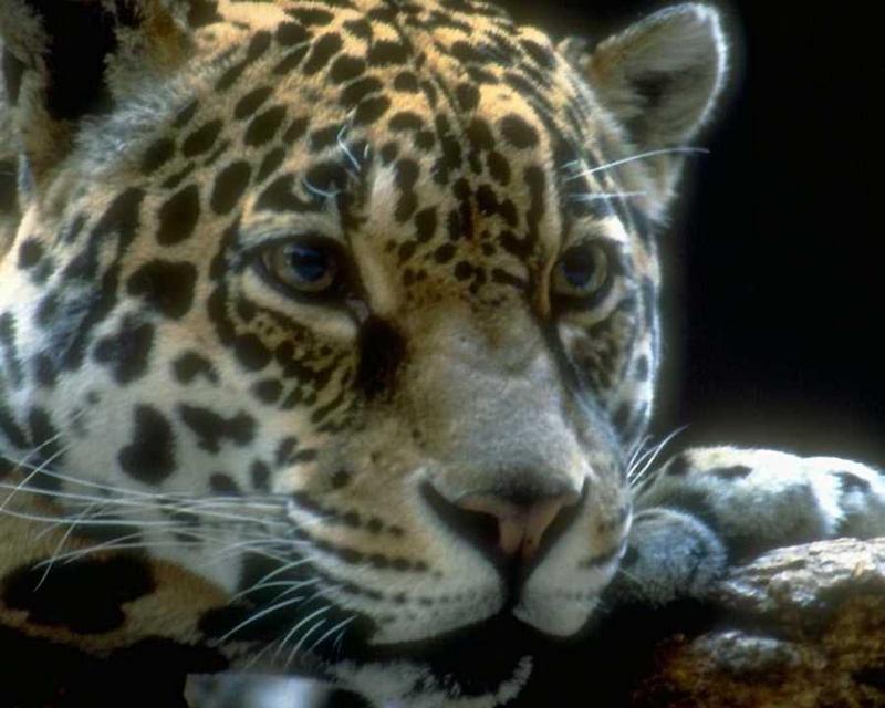 anmwi065-Jaguar-Face Closeup.jpg