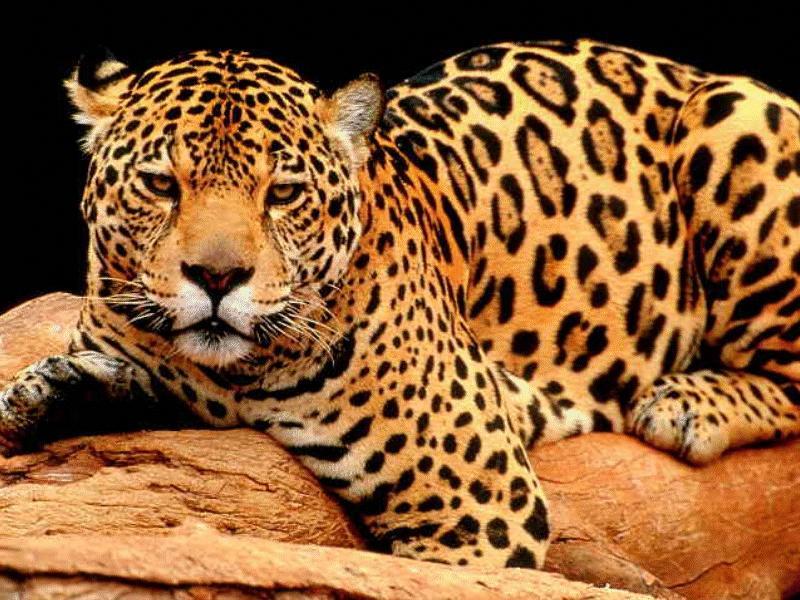 CATS11-Jaguar-closeup.jpg