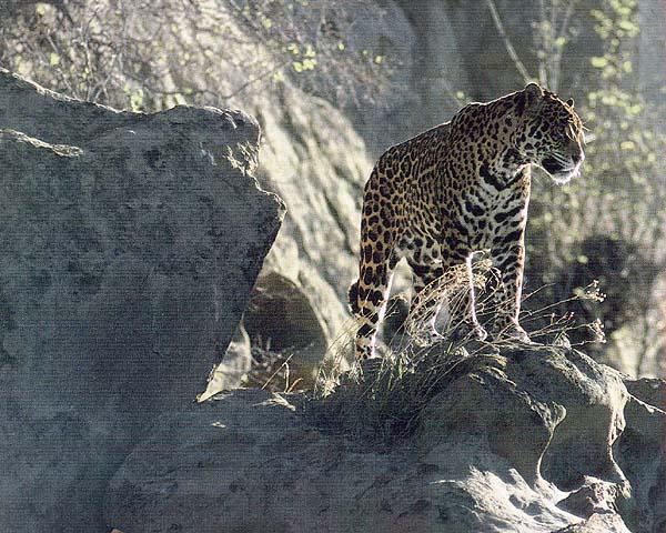 Jaguar 003-standing on rock.jpg