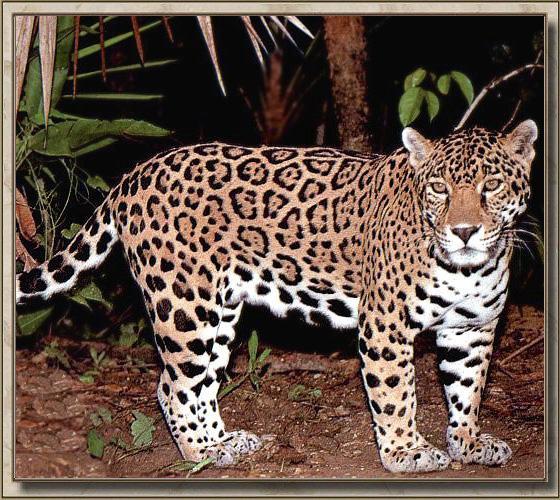 Jaguar 01-Standing-In Deep Forest.jpg