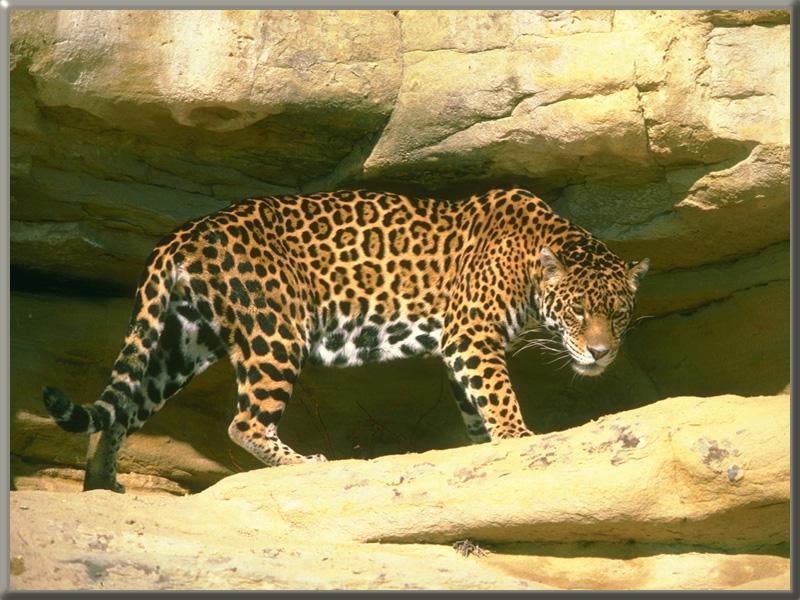 Jaguar 07.jpg