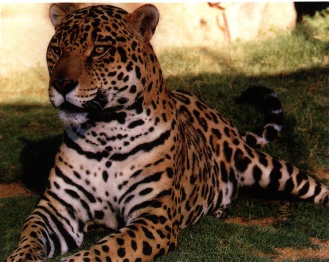Jaguar 07gt-sitting on grass.jpg