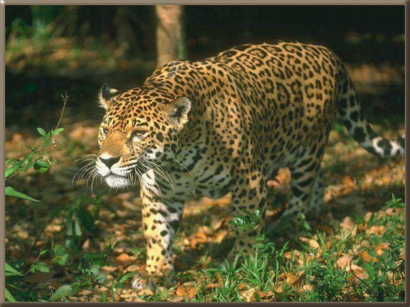 Jaguar 16-walks in forest.jpg
