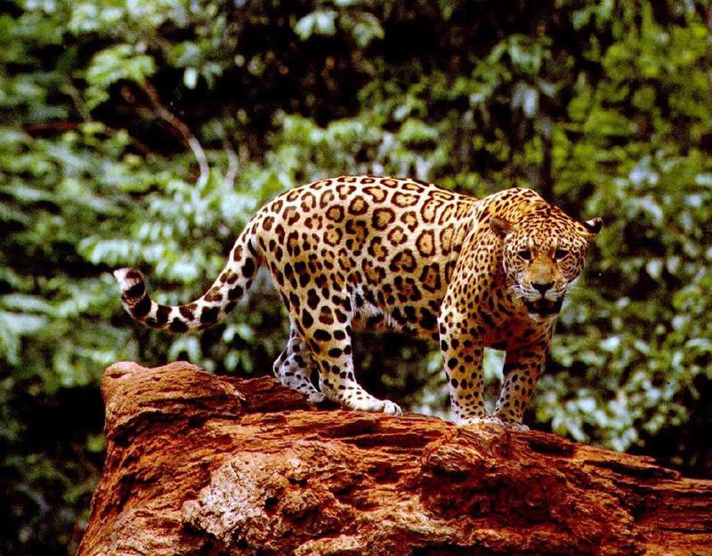 Jaguar 03-on Rock.jpg