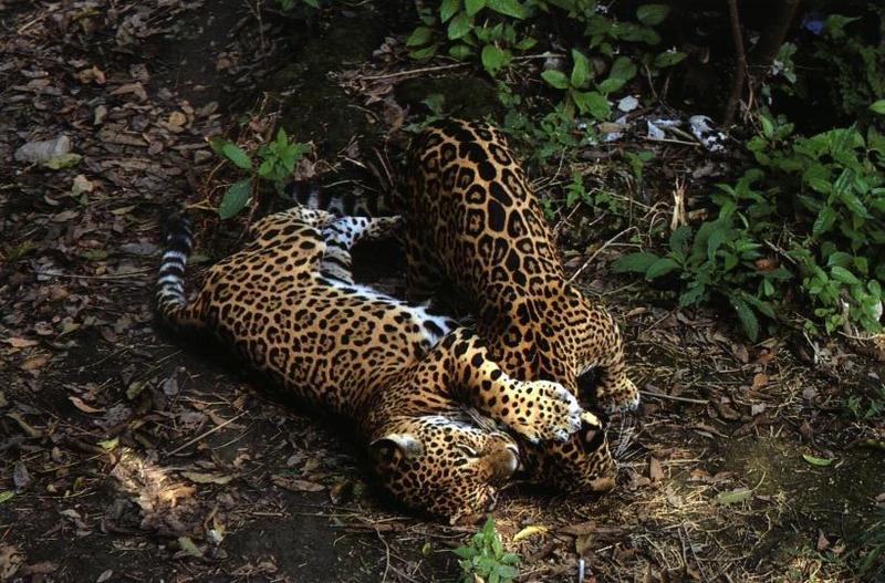 jaguar15gt-two sleepy.jpg
