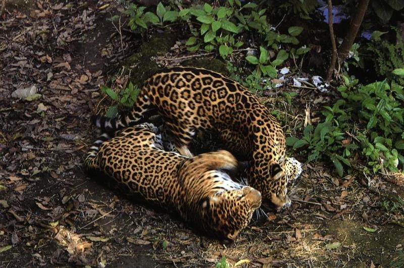 jaguar16gt-two wallowers.jpg