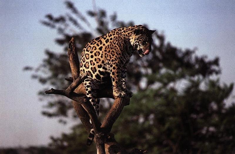 jaguar18gt-on Tree.jpg