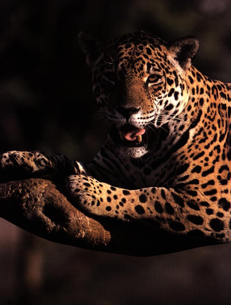 jaguar19gt-lying on Tree.jpg