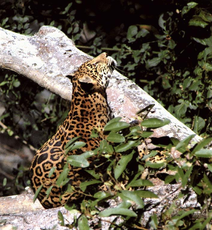 Jaguar3-Looking over sky-Sitting in forest.jpg