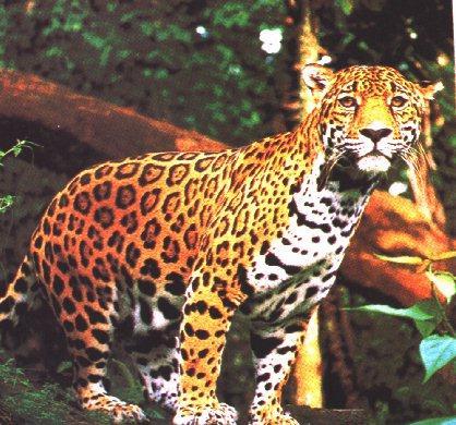 Jaguar4-Watching.jpg