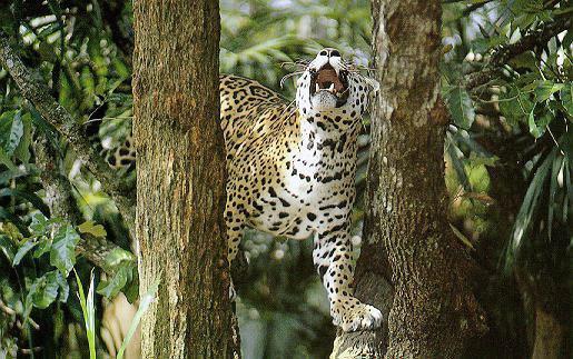 JaguarA4-Roaring-On Tree.jpg