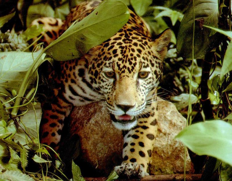 jaguar-face closeup-out of jungle.jpg