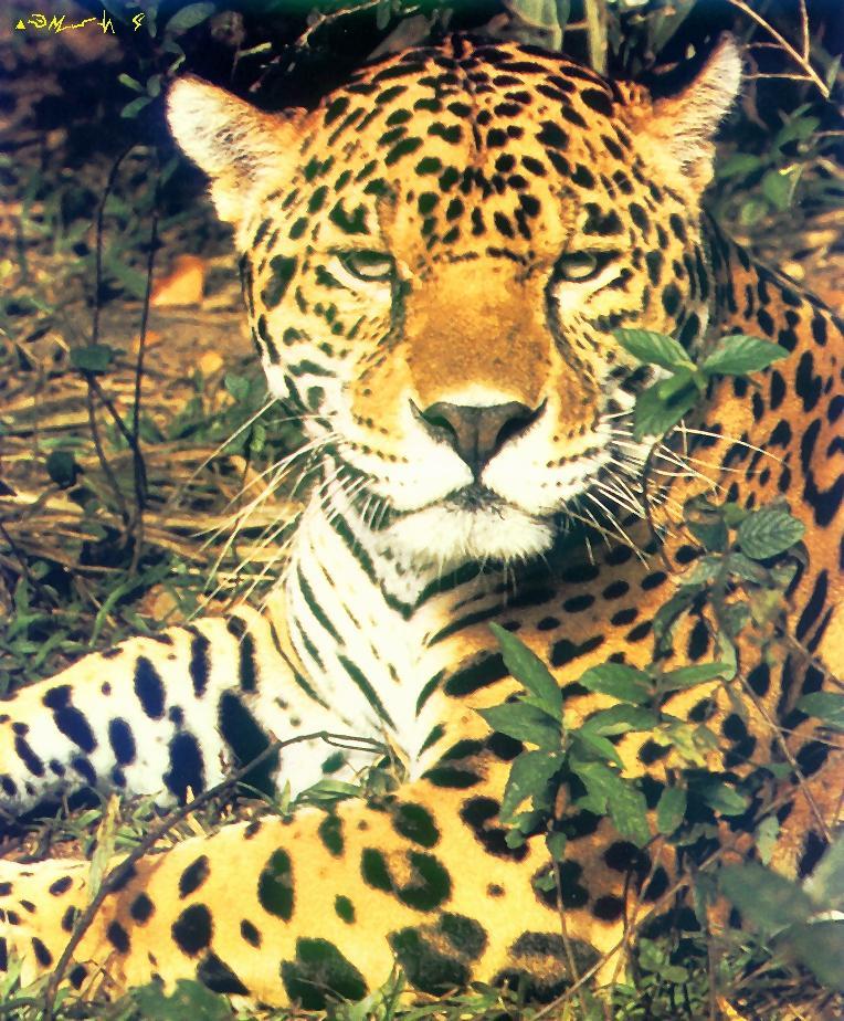 Jaguar-sitting in forest-face closeup.jpg