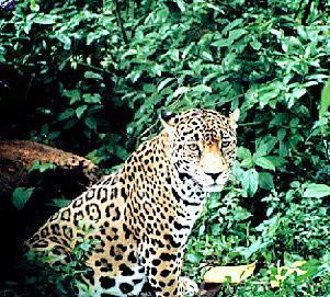 Jaguar-Tika2.jpg