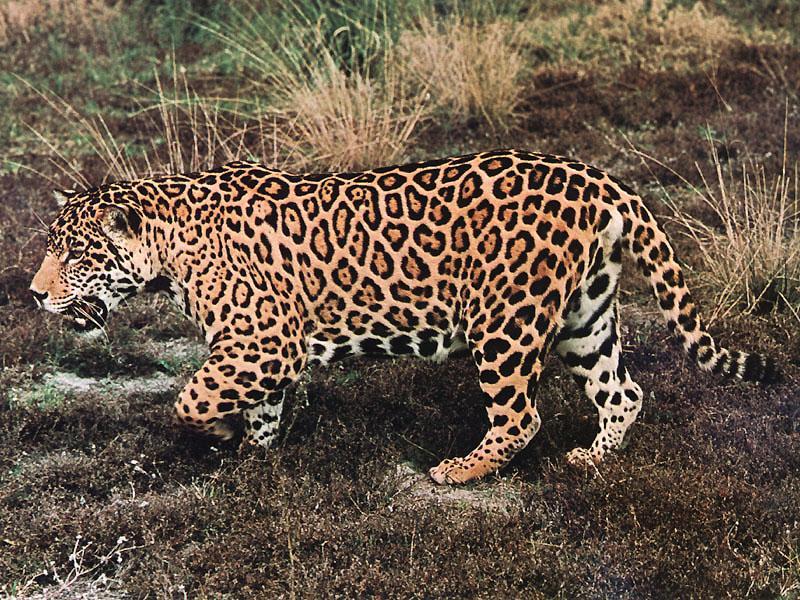 jaguar-walks on grassland.jpg
