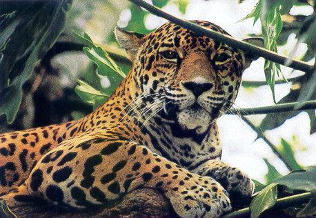 lj Cat Belize.jpg