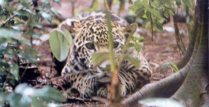 lj Greg Scott Cockscomb Basin Jaguar Reserve-Belize.jpg