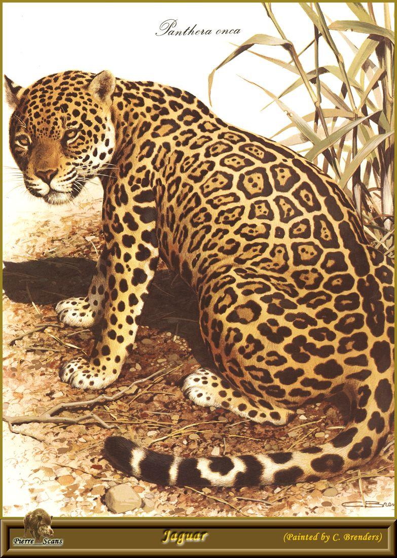 PO pfel 04 Jaguar.jpg