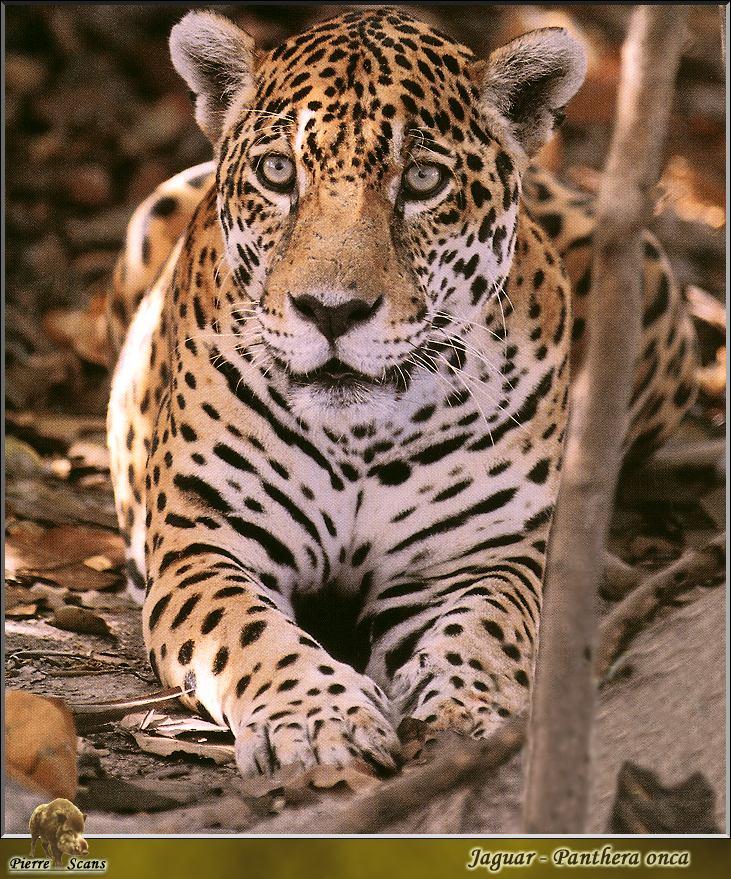 PO wl 038 jaguar.jpg