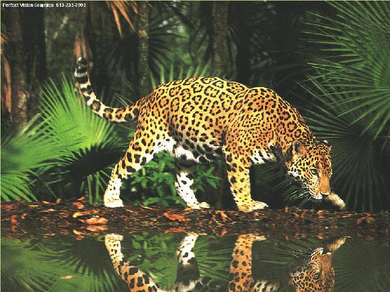 PV-Jaguar-In Jungle-Water Mirror.jpg