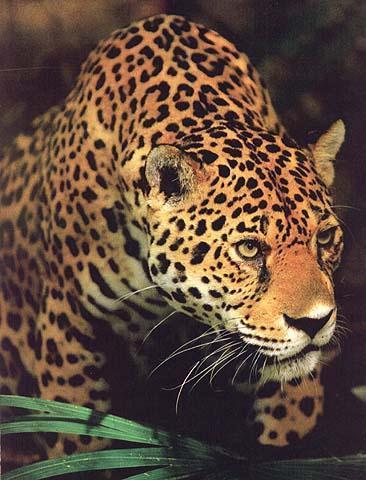 wildcat21-jaguar.jpg