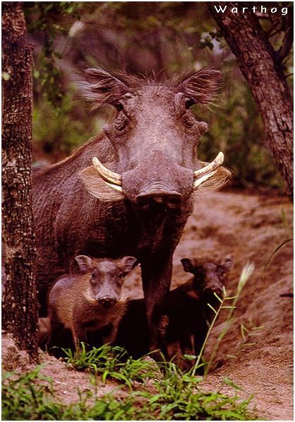 African Wild Pig-Warthog.jpg