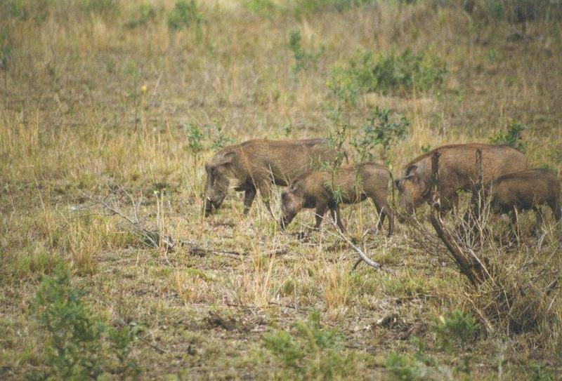 Warthog2-family marching on grass.jpg