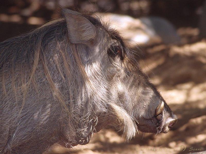 Warthog-face closeup.jpg