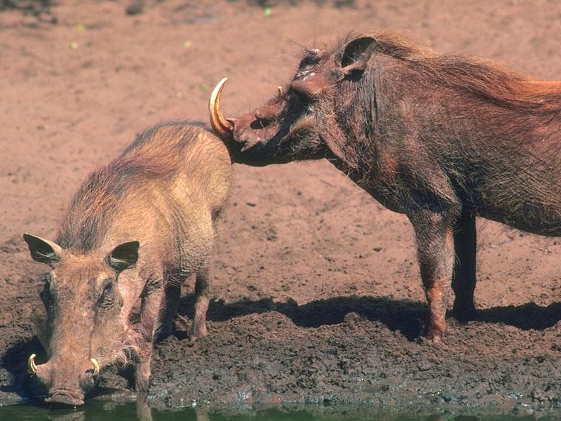 Warthogs 03-By the water.jpg