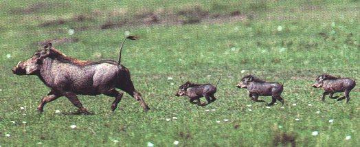warthogs4-Mom and three Piglets-Running.jpg