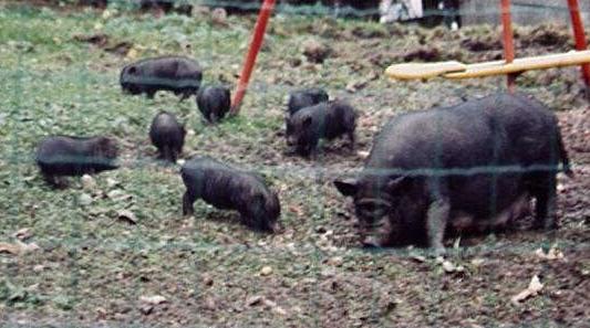 Black Pigs 02.jpg