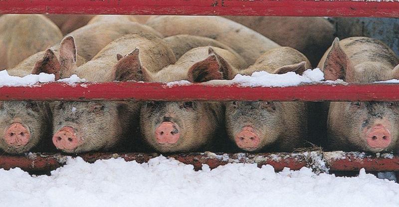 Domestic Piggies-by Joel Williams.jpg