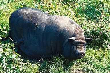Svart Gris-Black Domestic Pig-on grass.JPG