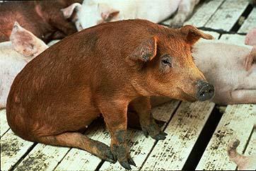 White and Brown Pigs 2-Relaxing.jpg