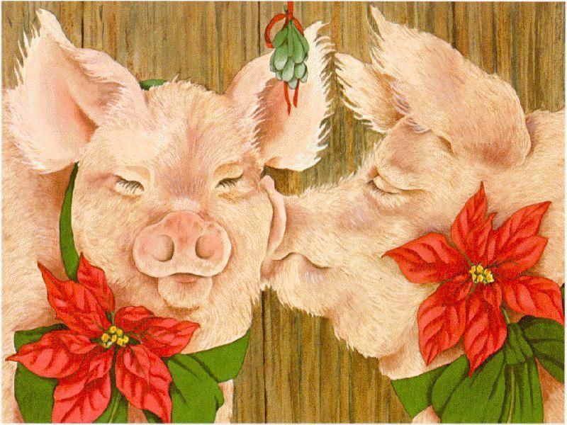 Pig Xmas Love-White Domestic Pigs-face closeup.jpg