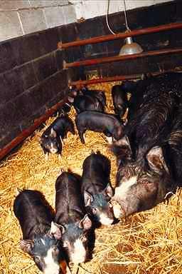 Pigl0001-Black Domestic Pigs-mom and piglets.jpg