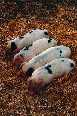 Pigl0002-White Domestic Pigs-4 piglets sleeping.jpg