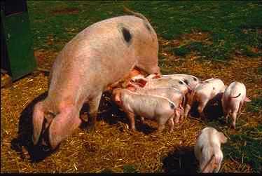 Pigl0003-White Domestic Pigs-mom and piglets.jpg